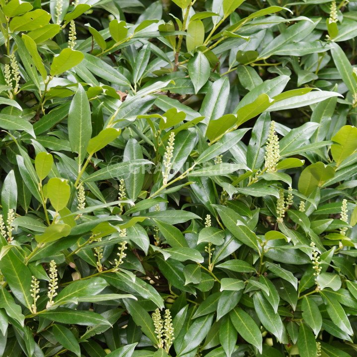 Laurier-cerise, laurier-amande, laurier-palme, Prunus laurocerasus image